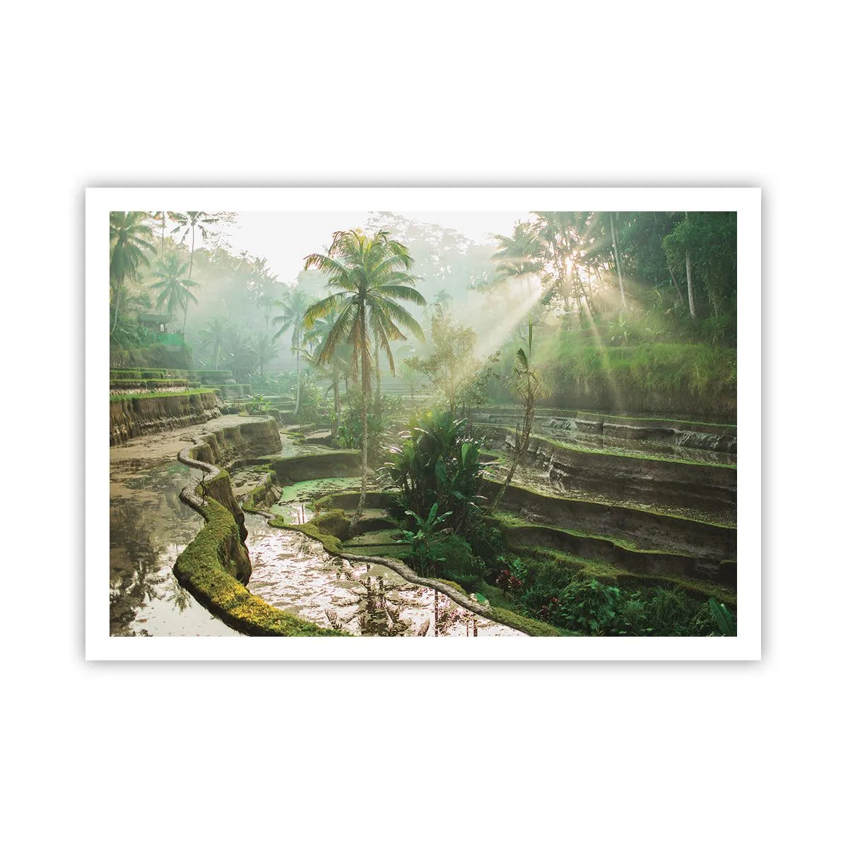 Poster - Crescând la soare - 100x70 cm