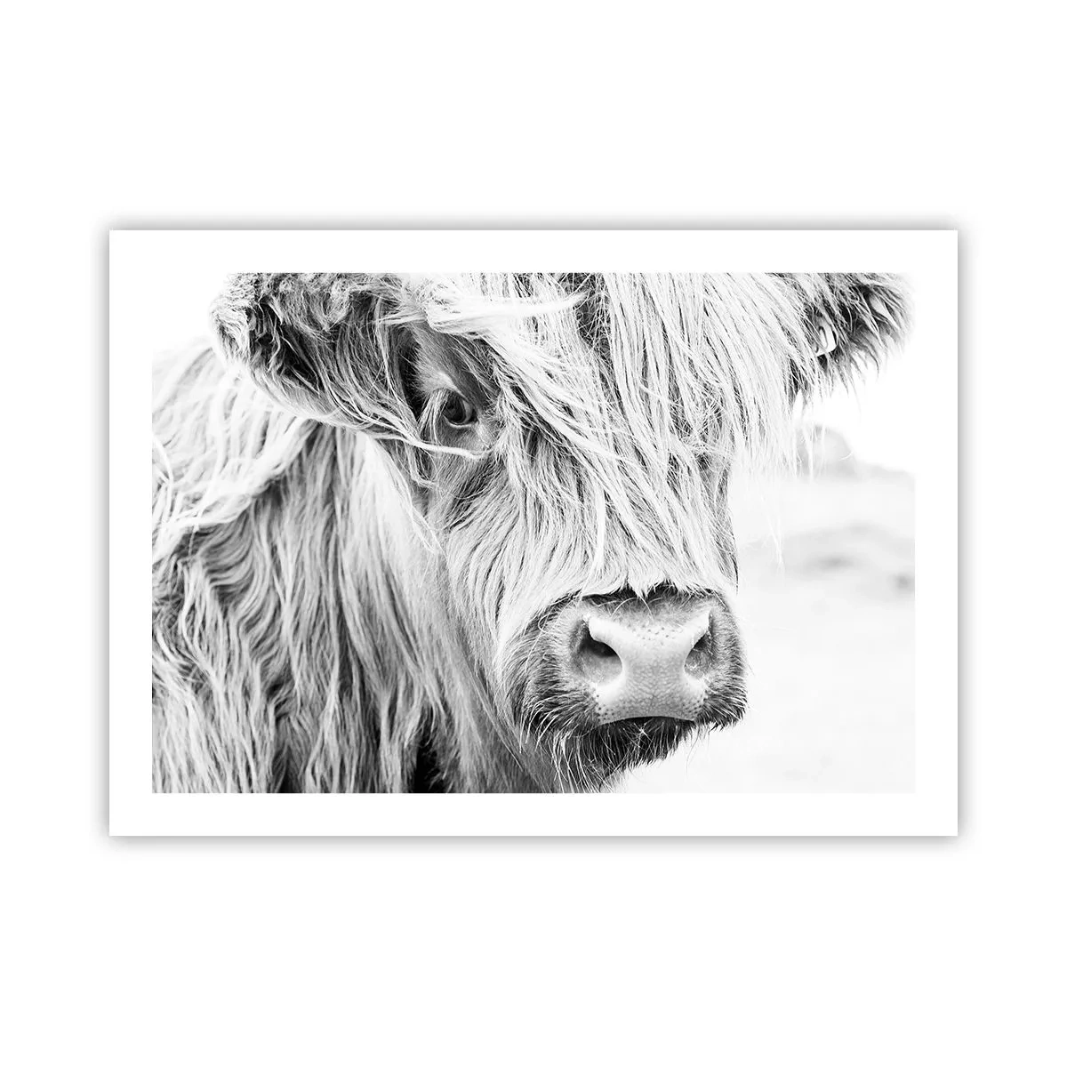 Poster - Sălbăticie scoțiană - 70x50 cm
