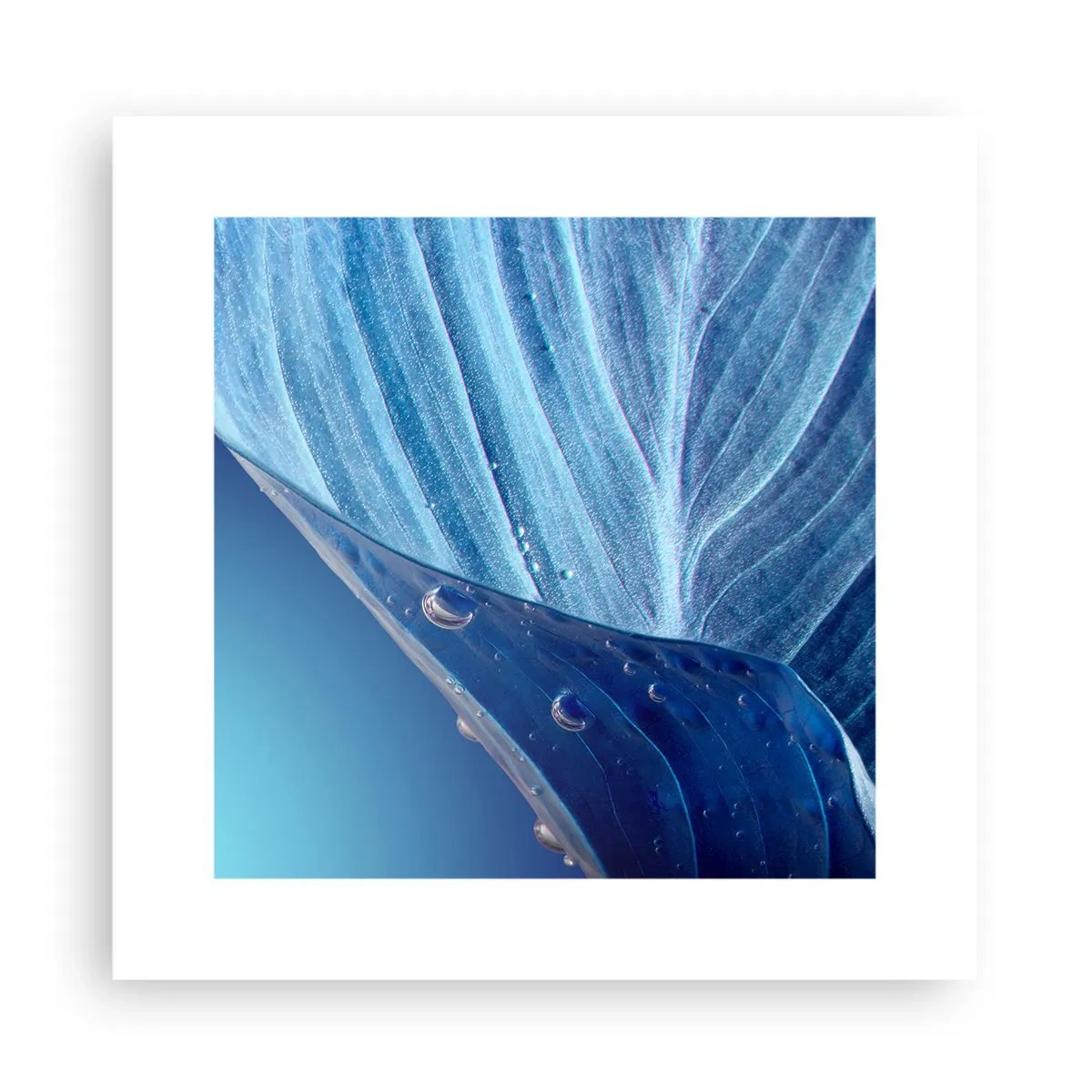 Poster - Picături ascunse de albastru - 30x30 cm