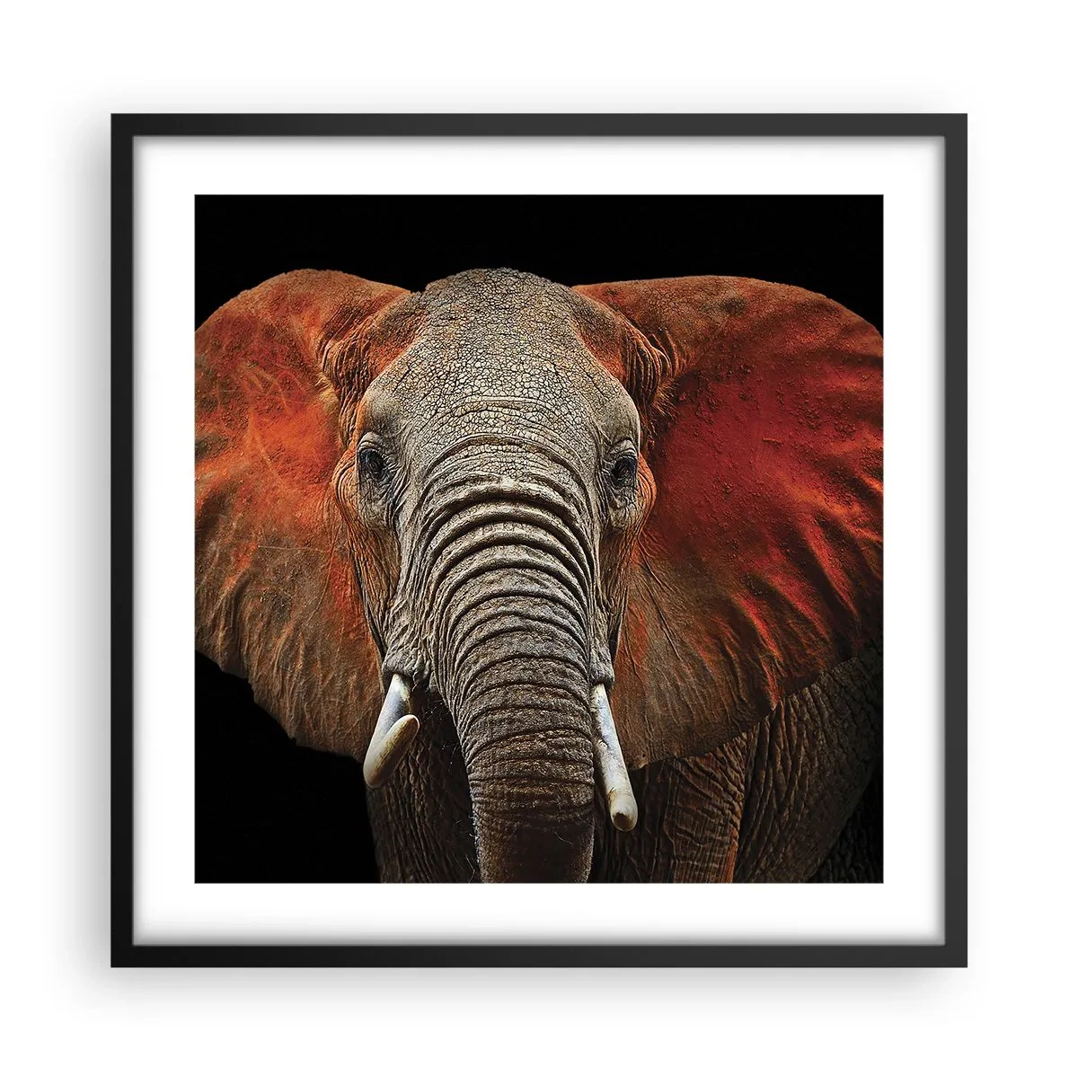 Poster în ramă neagră - Sunt sălbatic, și tu? - 50x50 cm