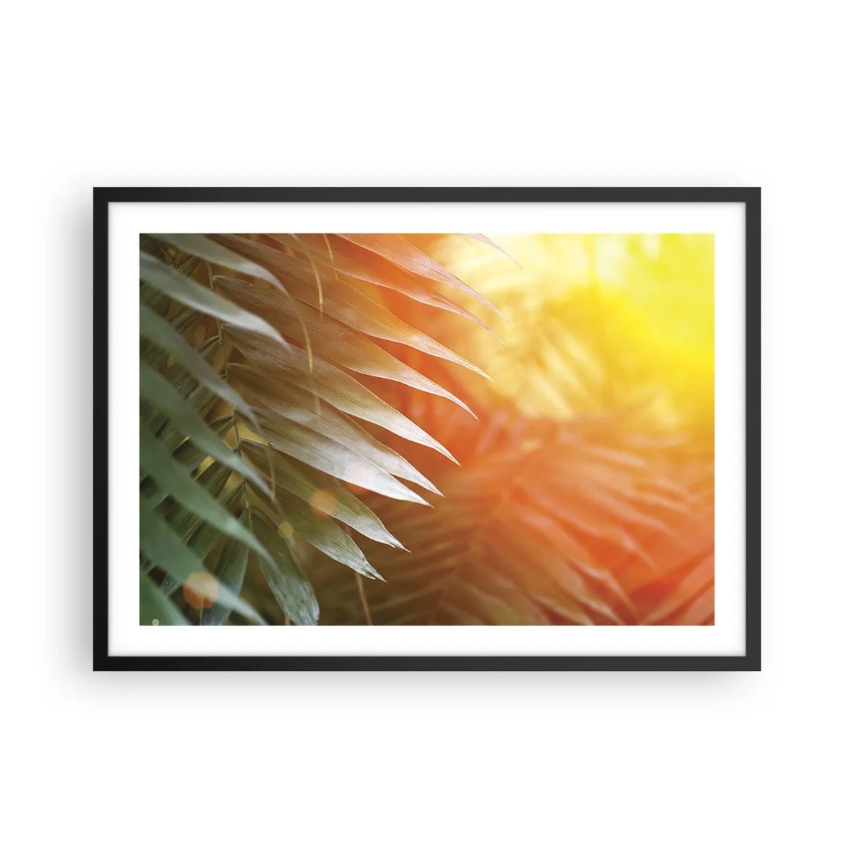 Poster în ramă neagră - Dimineață în junglă - 70x50 cm
