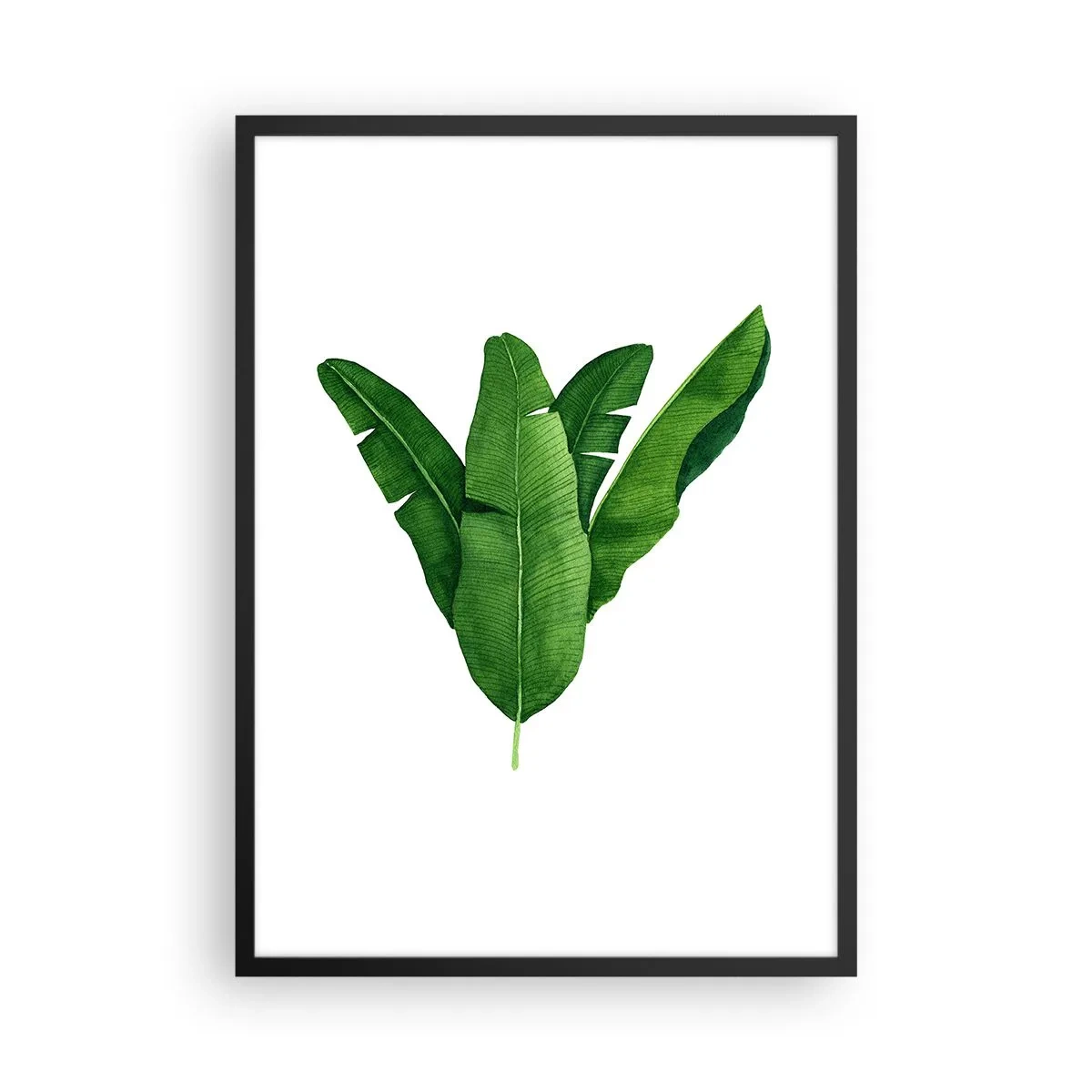 Poster în ramă neagră - Ilustrație în acuarelă a frunzelor de bananier aranjate simetric pe fundal alb. - 50x70cm - Simetrie verde - Decorațiune modernă pentru perete pentru living și dormitor ARTTOR