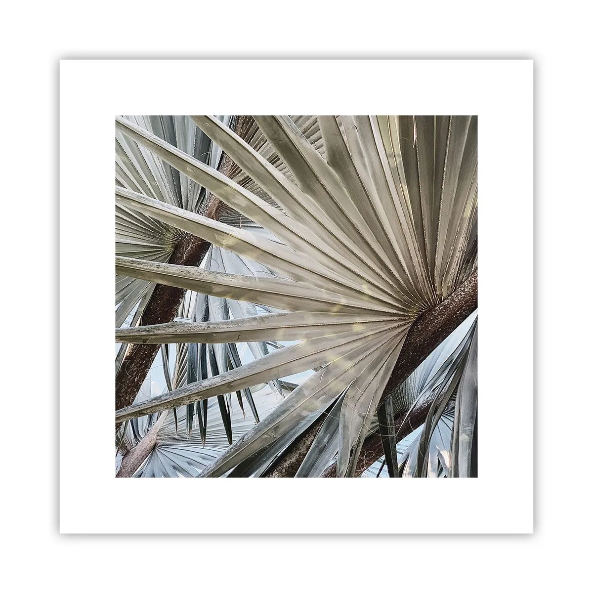 Poster - Evantaie din tropice - 30x30 cm