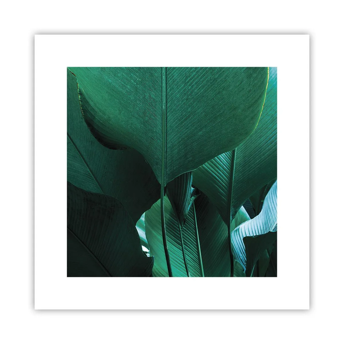 Poster - Cu frunza la lumină - 30x30 cm