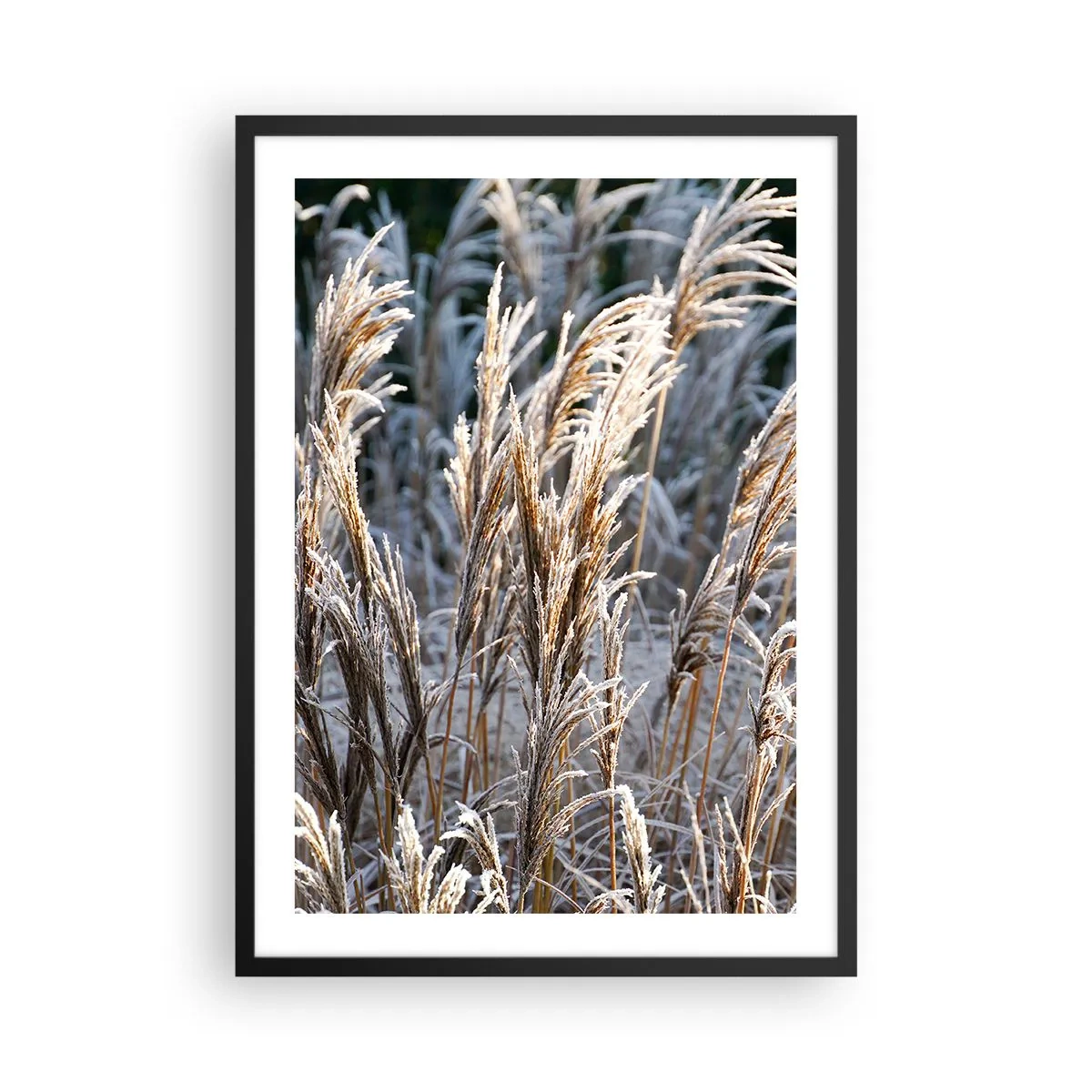 Poster în ramă neagră - Ierburi uscate acoperite de brumă într-un peisaj de iarnă - 50x70cm - Împodobite cu brumă - Decorațiune modernă pentru perete pentru living și dormitor ARTTOR