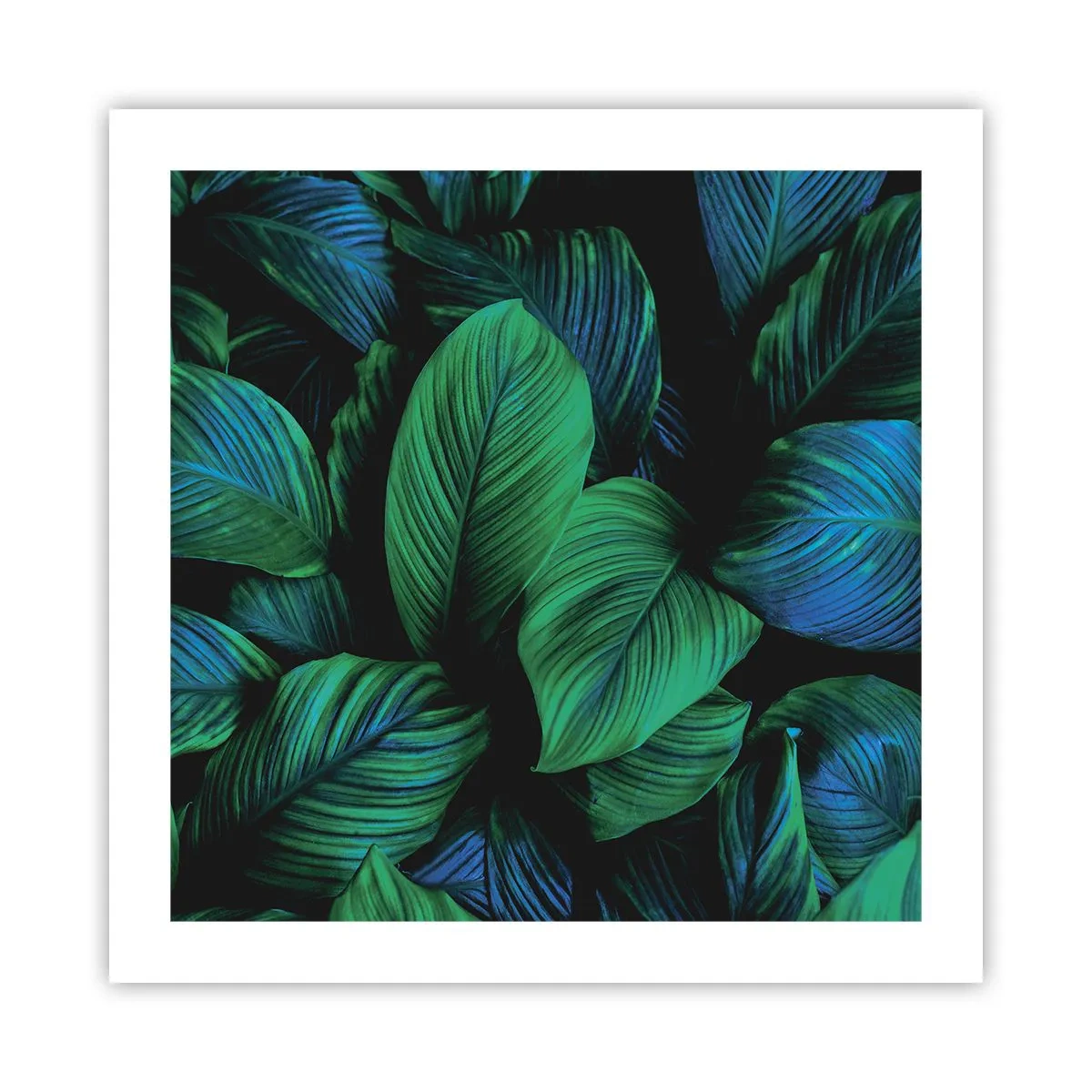 Poster - Traficul verde - 50x50 cm