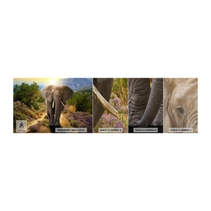 Mostră tapet Premium Canvas - Iată cum arăta Edenul - Animale, Elefant, Safari - 100x30 cm