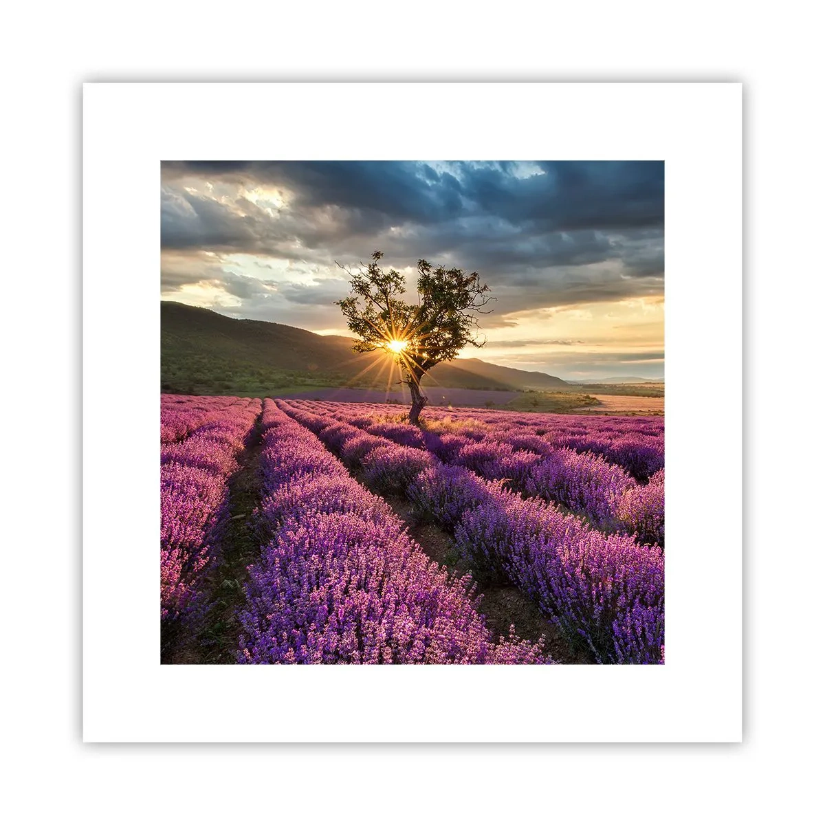 Poster - Aroma în liliac - 30x30 cm