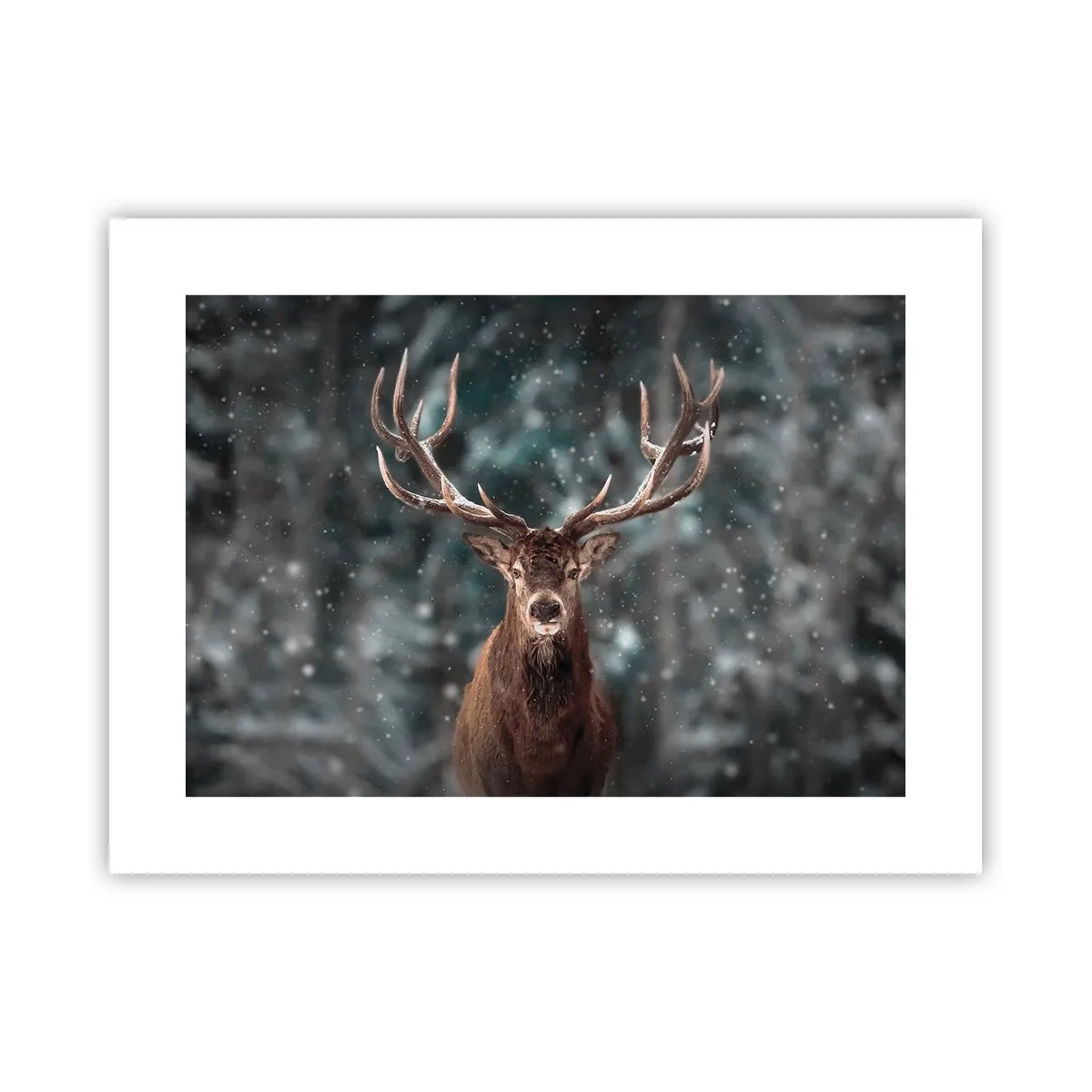 Poster - Regele pădurii a fost încoronat - 40x30 cm