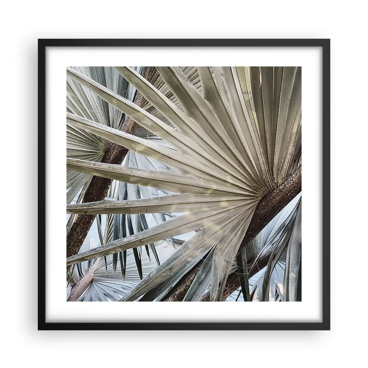 Poster în ramă neagră - Evantaie din tropice - 50x50 cm
