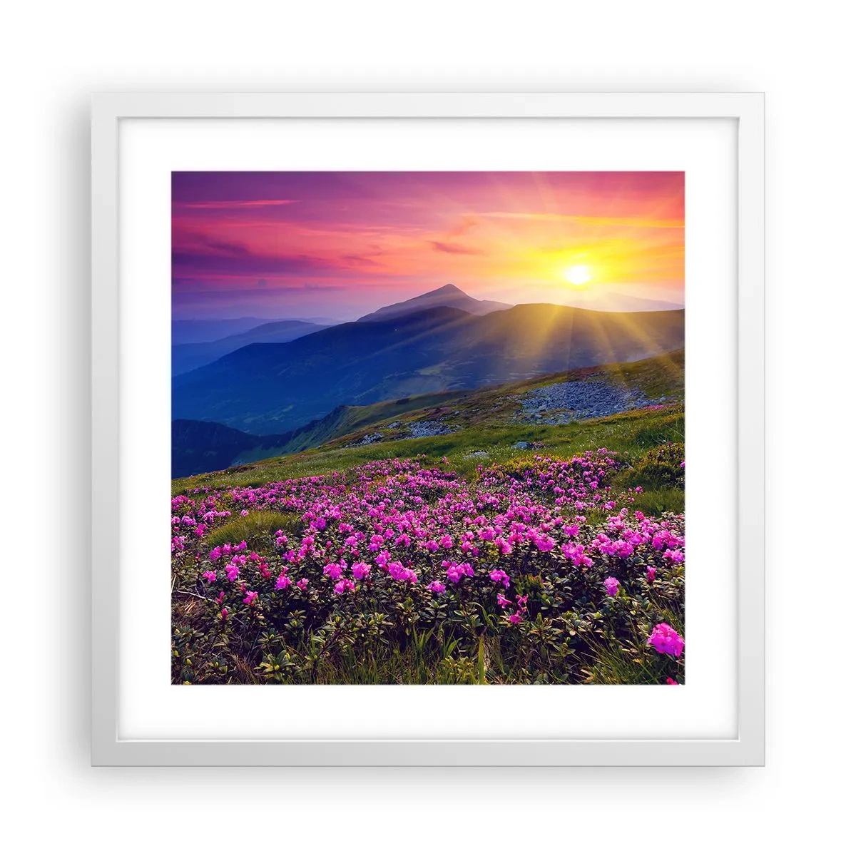 Poster în ramă albă - ... Și peste tot în jur se simte un miros de jneapăn și parfum de ierburi... - 40x40 cm