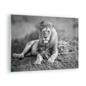 Tablou pe sticlă - Un leu odihnindu-se pe o stâncă într-un peisaj monocromatic. - 70x50cm - Siesta regală - Decorațiune modernă pentru perete pentru living și dormitor ARTTOR
