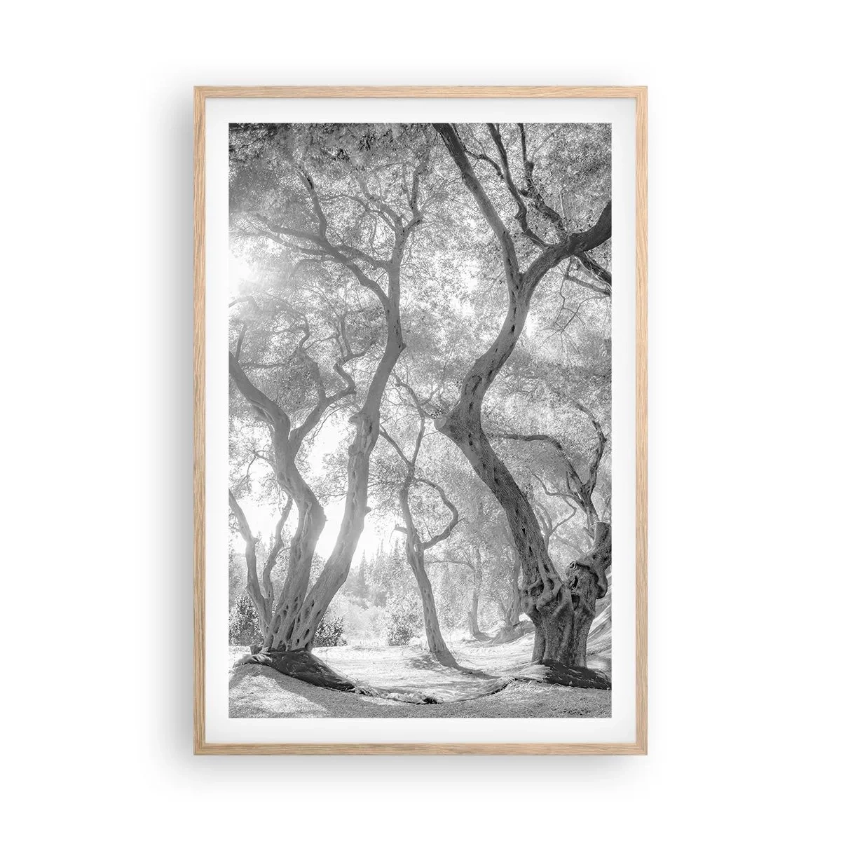 Poster în ramă de stejar deschis - Într-o livadă de măslini - 61x91 cm