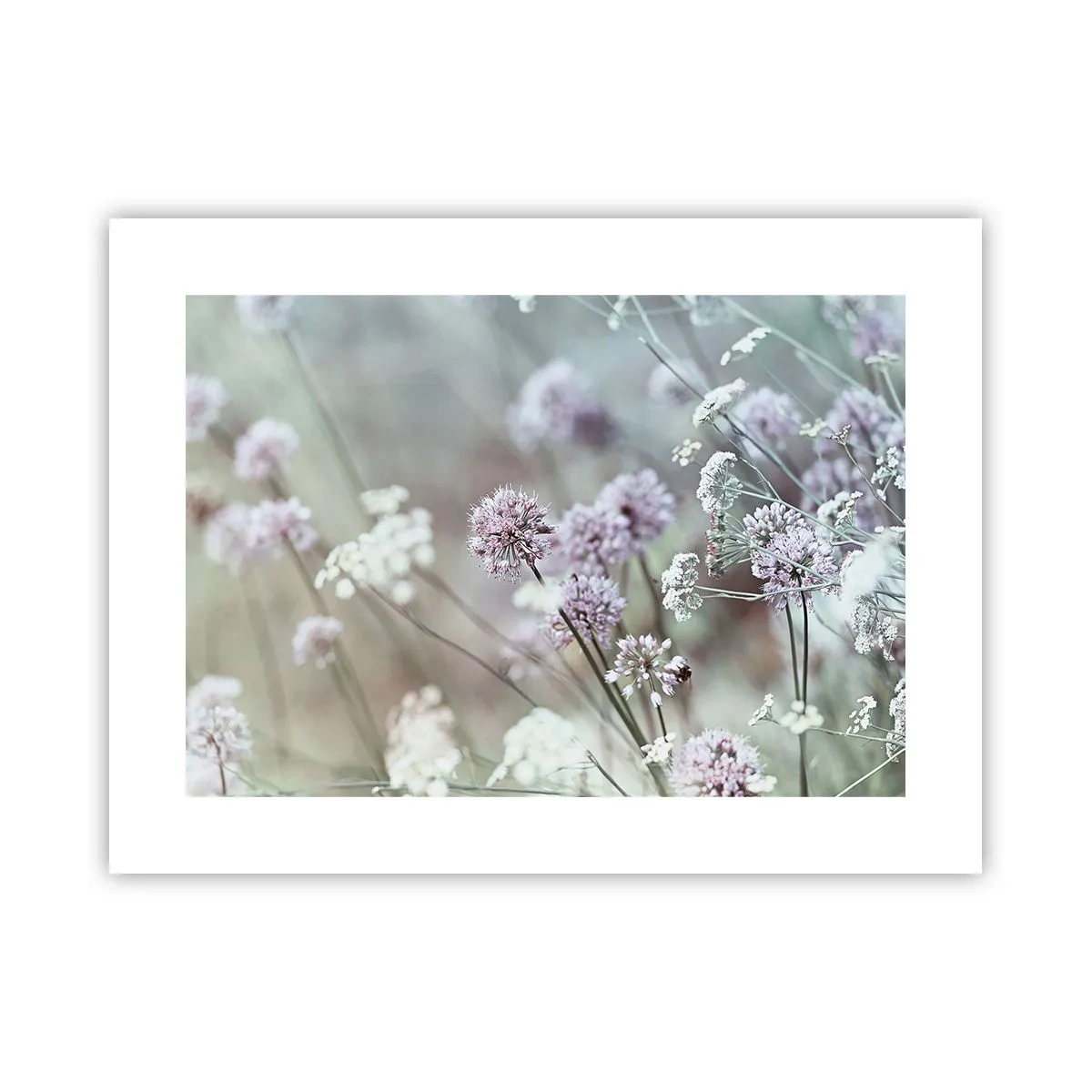 Poster - Ierburi dulci filigranate - 40x30 cm