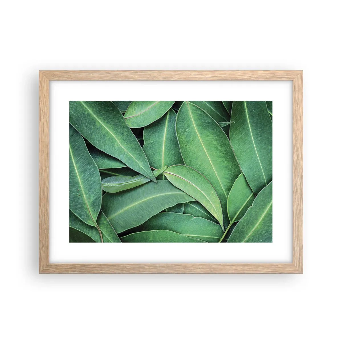 Poster în ramă de stejar deschis - Suculente și proaspete - 40x30 cm