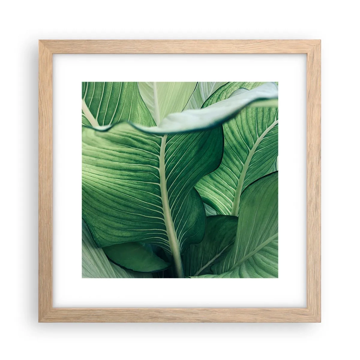 Poster în ramă de stejar deschis - Viață intensă în verde - 30x30 cm