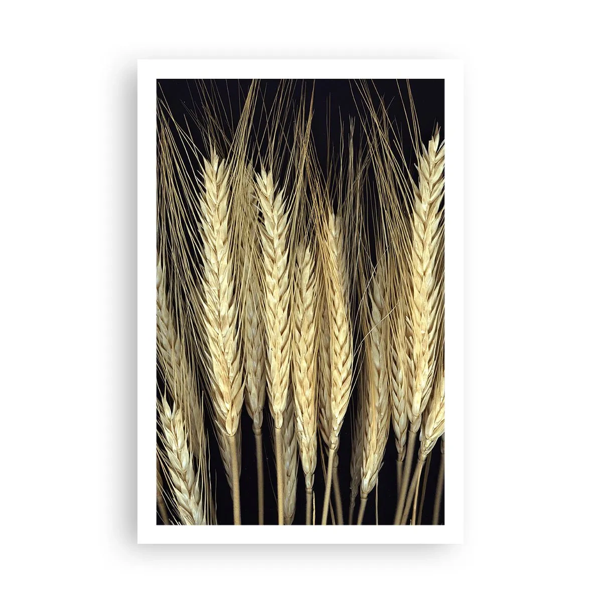 Poster - Magie rustică - 61x91 cm