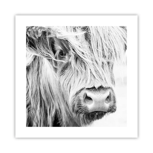 Poster - Sălbăticie scoțiană - 40x40 cm