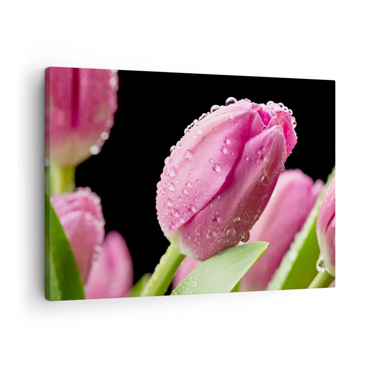 Tablou pe pânză Canvas - Lalea roz cu picături de apă pe fundal negru - 70x50cm - Un vis de liliac în rouă - Decorațiune modernă pentru perete pentru living și dormitor ARTTOR