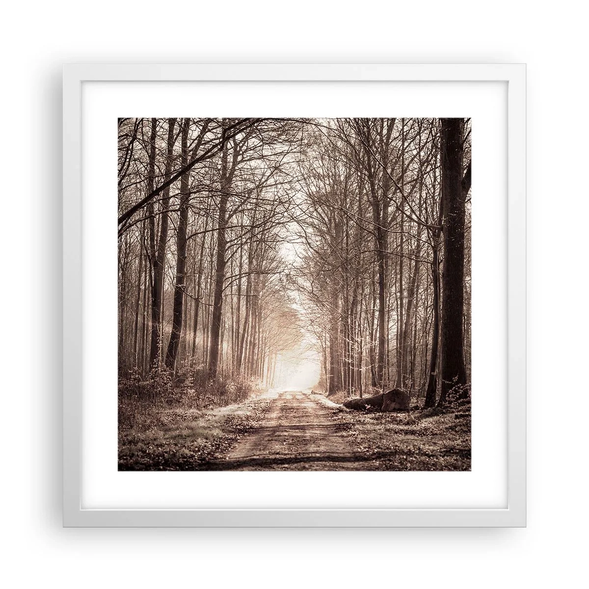 Poster în ramă albă - Catedrala Forestieră - 40x40 cm