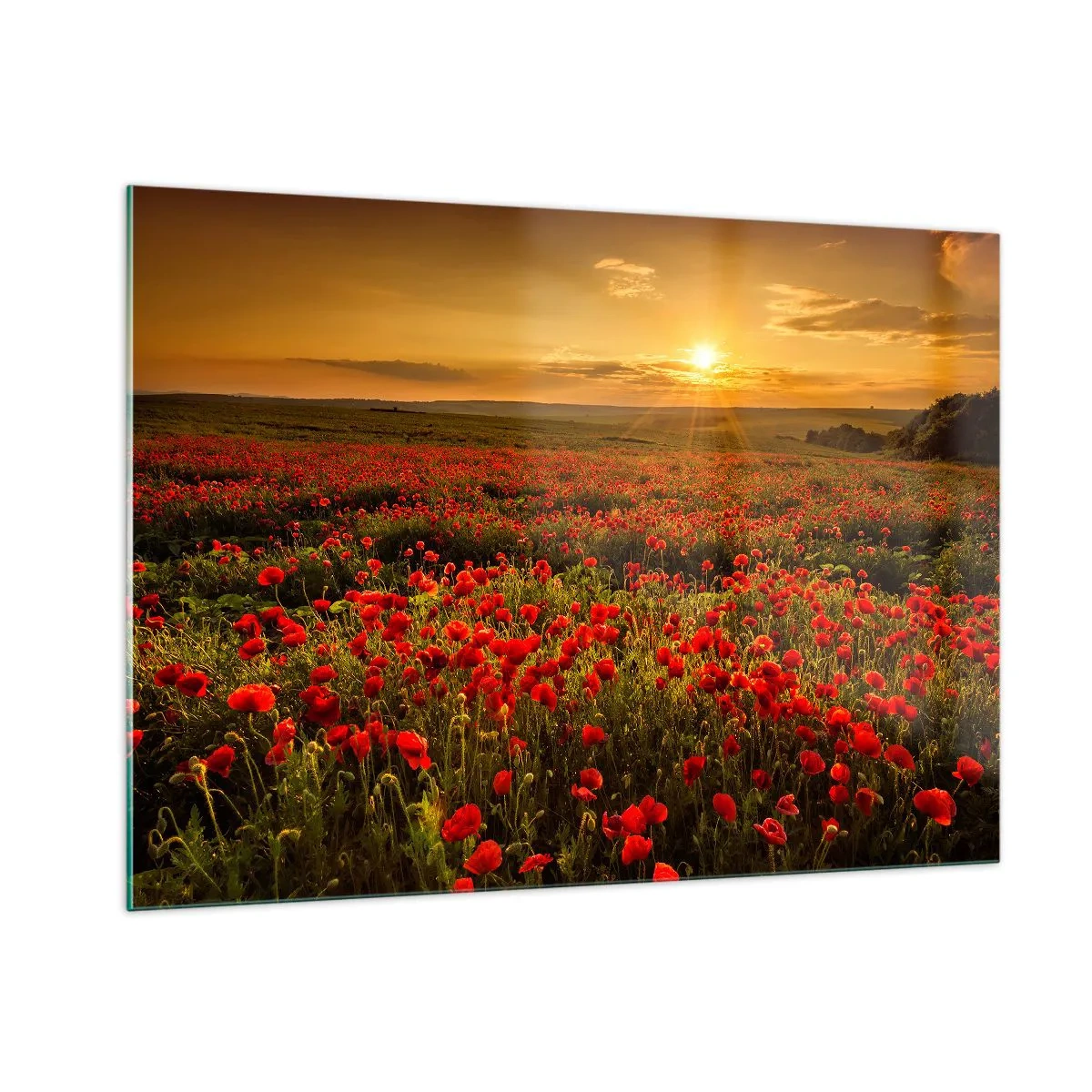 Tablou pe sticlă - Printre valuri de pajiști care zumzăie, printre potop de flori - 100x70 cm