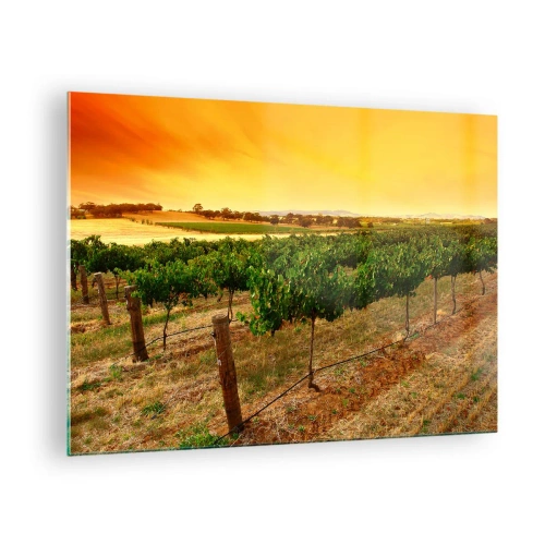 Tablou pe sticlă - Viță de vie în lumina caldă a soarelui care apune - 70x50cm - Să bem soarele - Decorațiune modernă pentru perete pentru living și dormitor ARTTOR