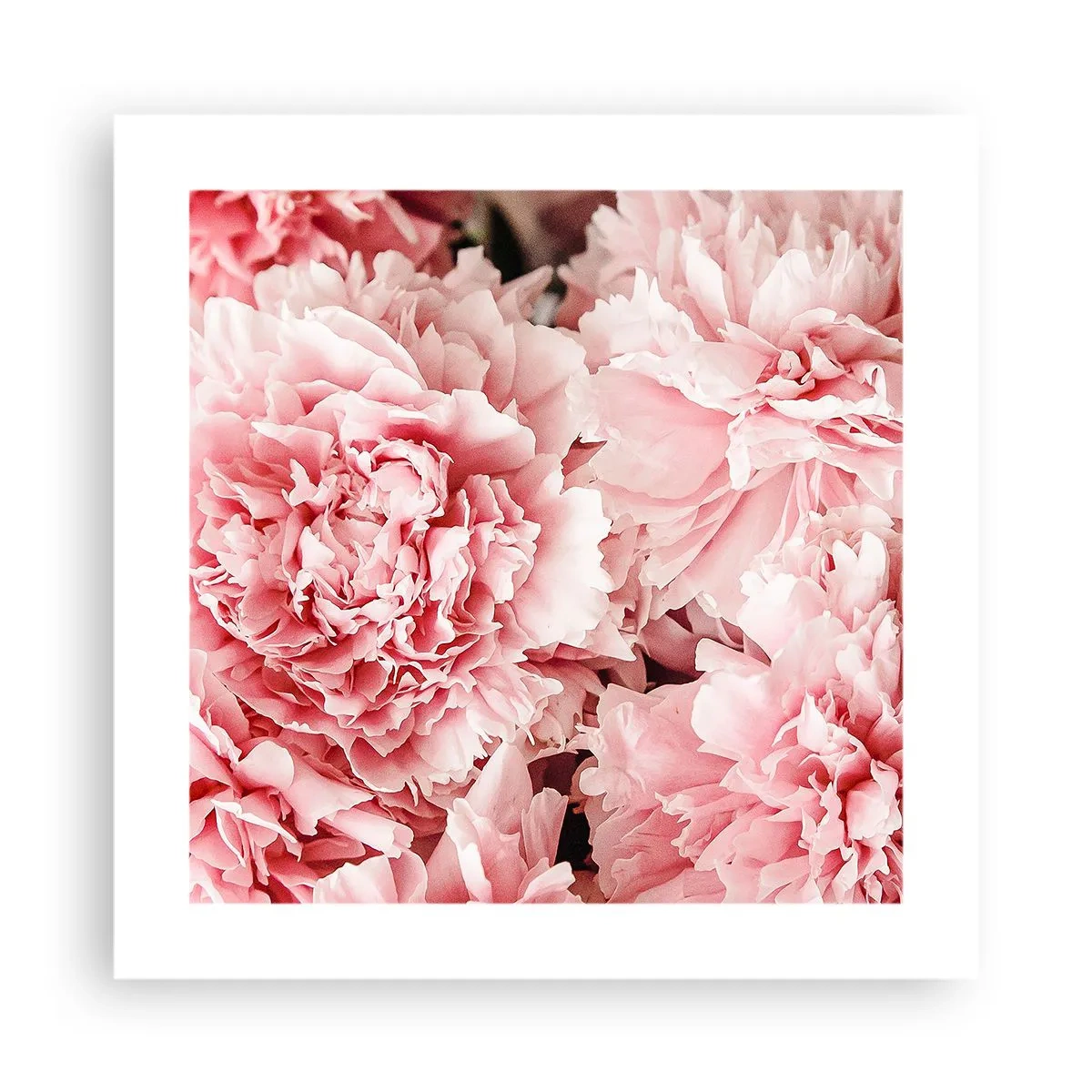 Poster - Visul roz - 40x40 cm