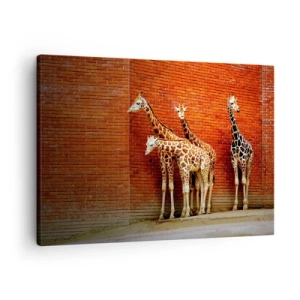 Tablou pe pânză Canvas - Patru girafe pe un zid de cărămidă într-un decor artistic - 70x50cm - Vezi vreun salcâm? - Decorațiune modernă pentru perete pentru living și dormitor ARTTOR