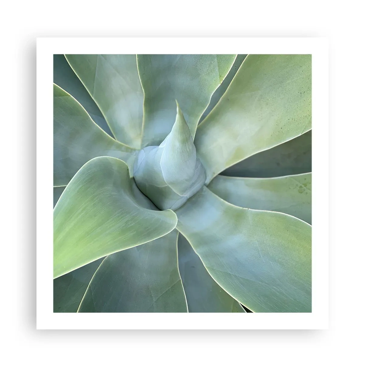 Poster - Nașterea verdeții - 60x60 cm