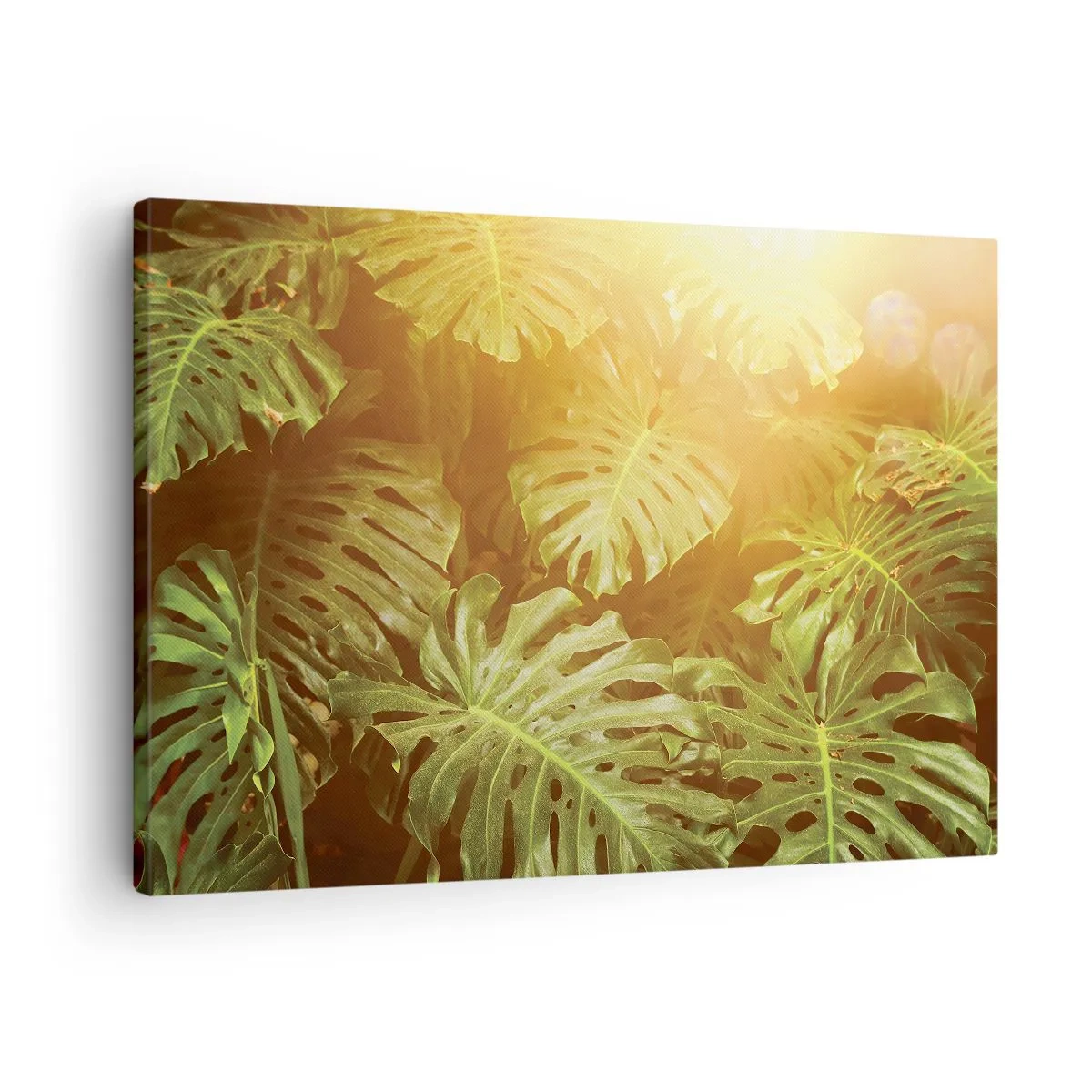Tablou pe pânză Canvas - Frunze de Monstera în lumina soarelui pe un fundal natural - 70x50cm - Poftiți în verde - Decorațiune modernă pentru perete pentru living și dormitor ARTTOR