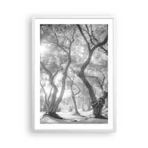 Poster în ramă albă - Într-o livadă de măslini - 50x70 cm