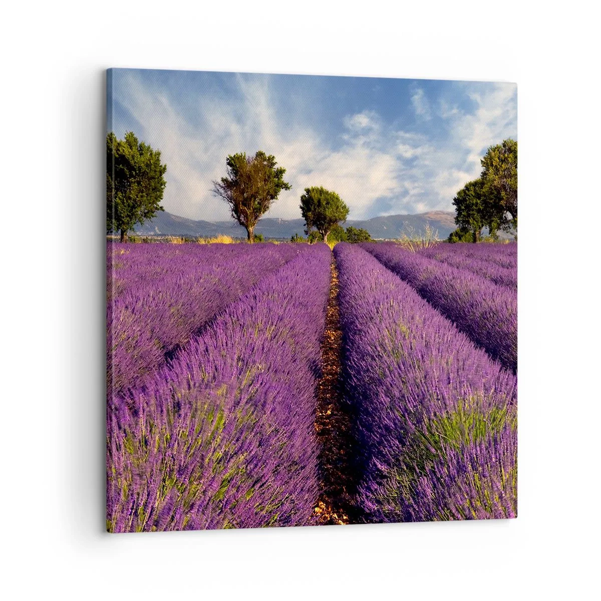 Tablou pe pânză - Câmpuri de lavandă - 60x60 cm