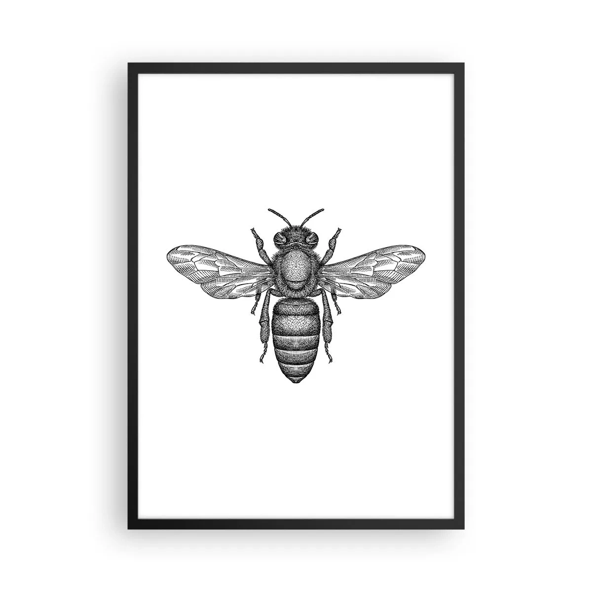 Poster în ramă neagră - Ilustrație precisă a unei albine pe fundal alb - 50x70cm - Portret de insectă - Decorațiune modernă pentru perete pentru living și dormitor ARTTOR
