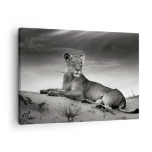 Tablou pe pânză Canvas - Portret alb-negru al unei leoaice în savană - 70x50cm - Odihna reginei deșertului - Decorațiune modernă pentru perete pentru living și dormitor ARTTOR