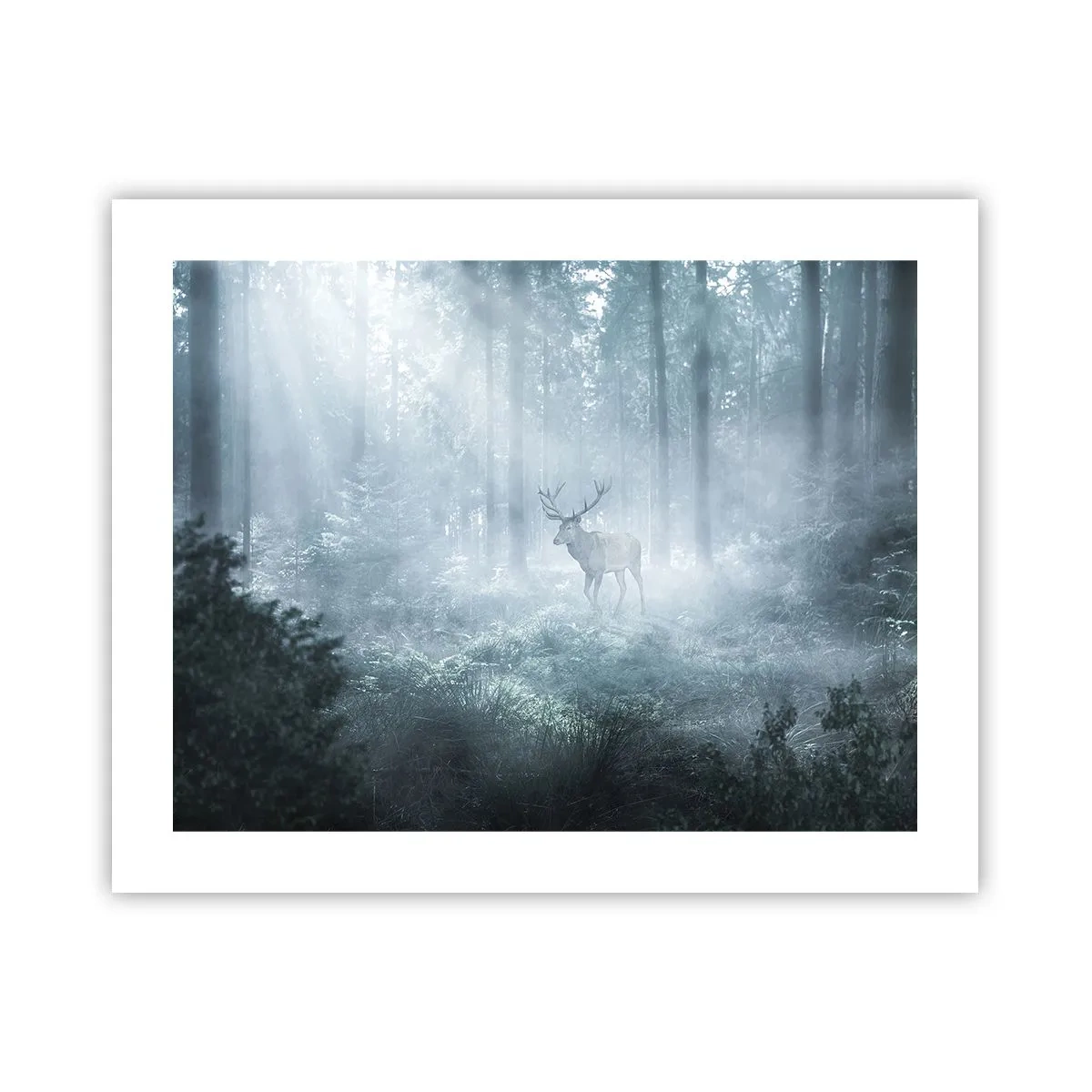 Poster - Plimbarea de dimineață prin regat - 50x40 cm