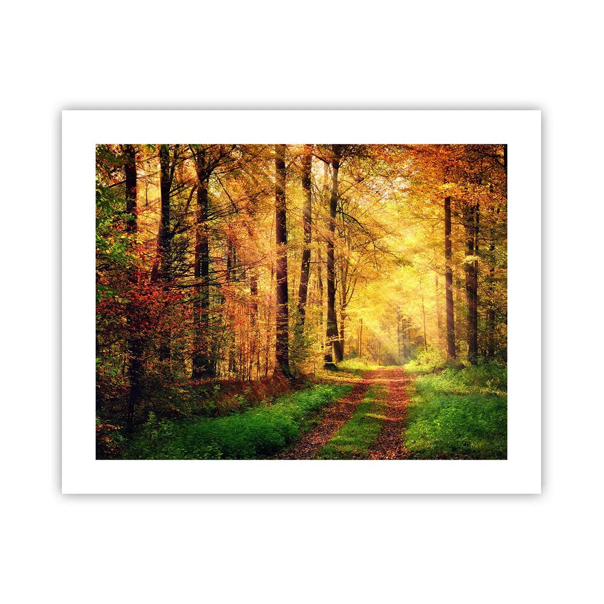 Poster - Tăcere de aur de pădure - 50x40 cm