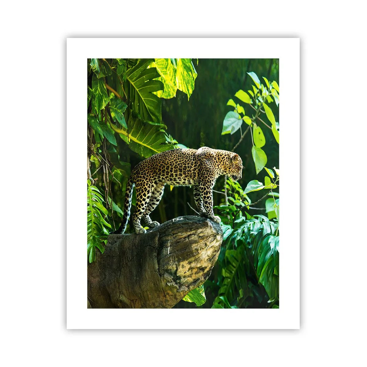 Poster - La vânătoare? - 40x50 cm