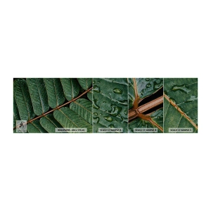 Mostră tapet Premium Sand - Într-un ritm verde - Frunze verzi, Planta tropicala, Bucată - 100x30 cm