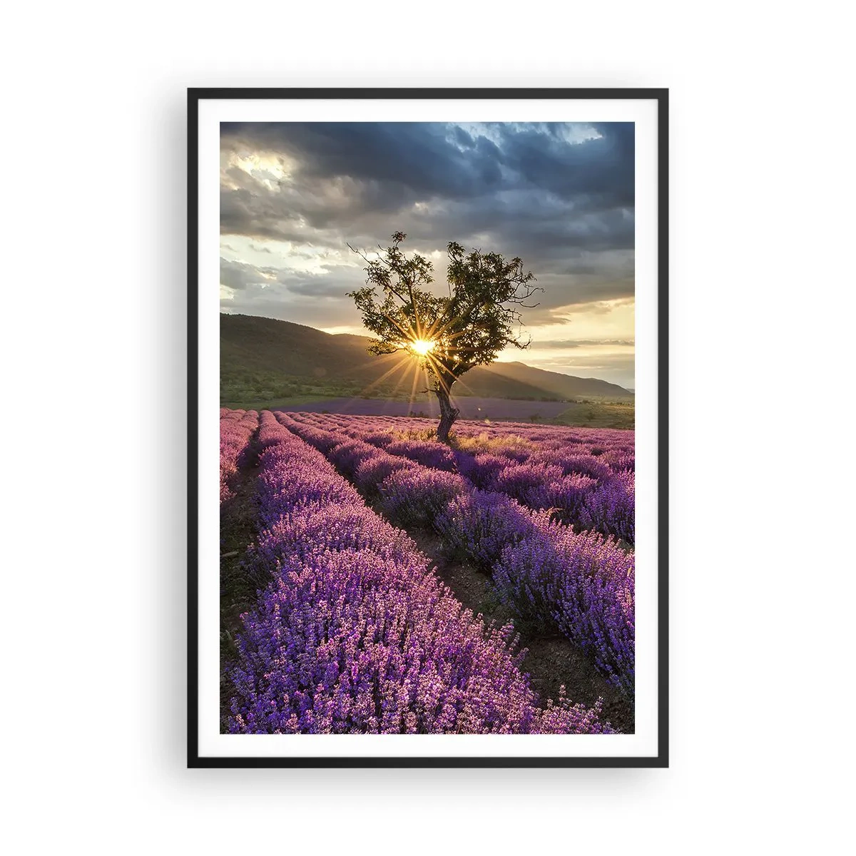Poster în ramă neagră - Aroma în liliac - 70x100 cm