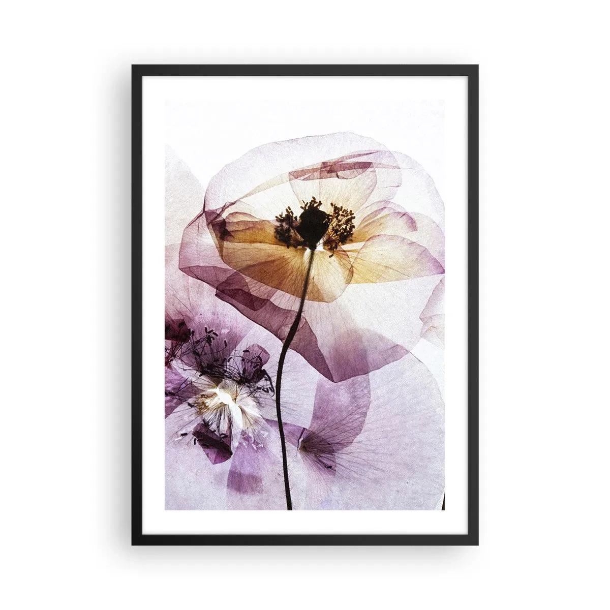 Poster în ramă neagră - Flori transparente în nuanțe pastelate - 50x70cm - Corp de flori transparente - Decorațiune modernă pentru perete pentru living și dormitor ARTTOR