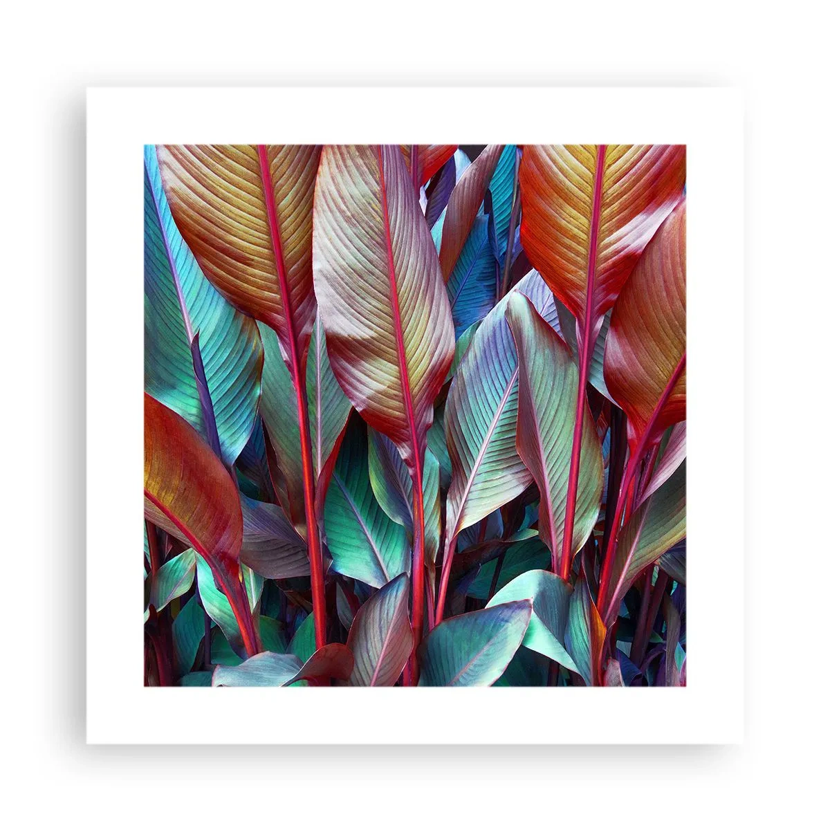 Poster - Tufiș colorat - 40x40 cm