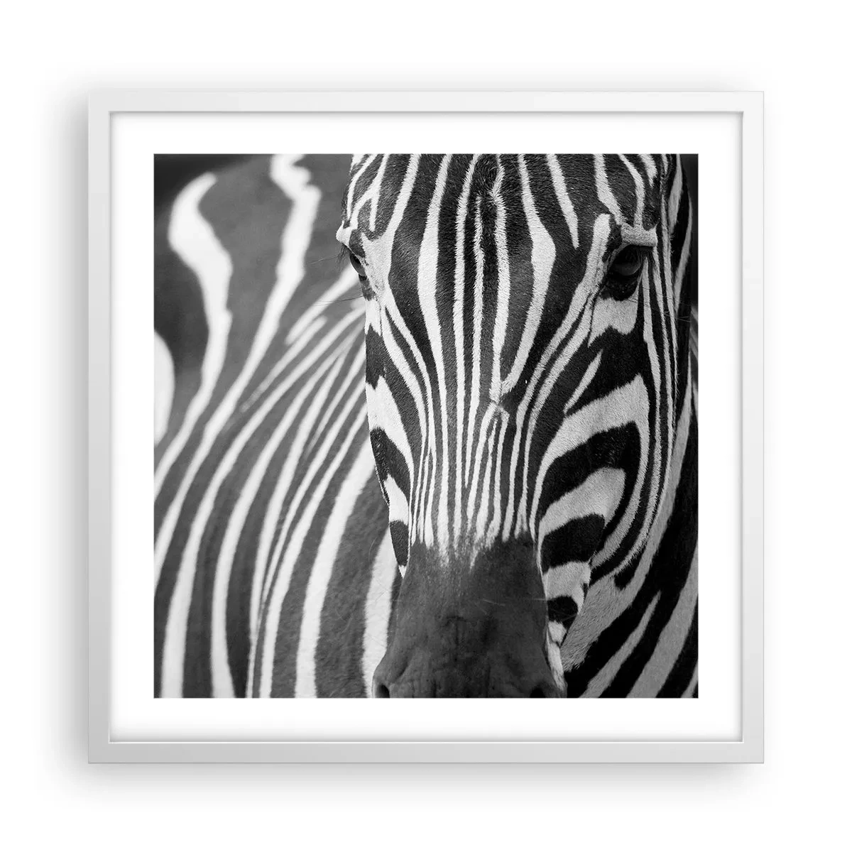 Poster în ramă albă - Lumea e albă și neagră - 50x50 cm