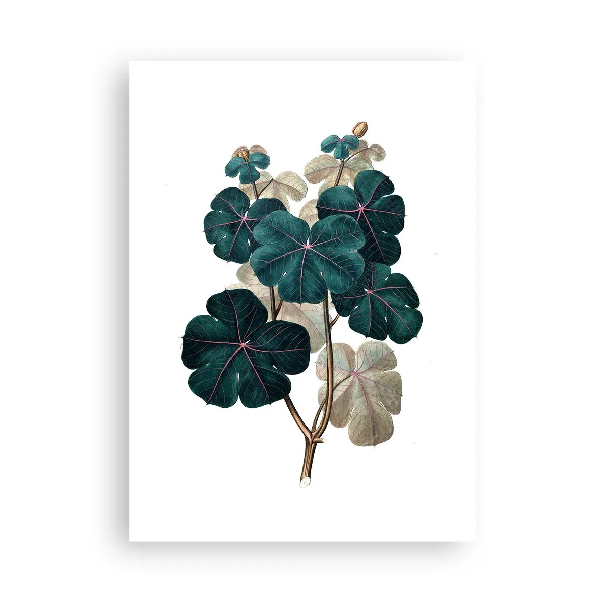 Poster - Dintr-un vechi ierbar - 50x70 cm
