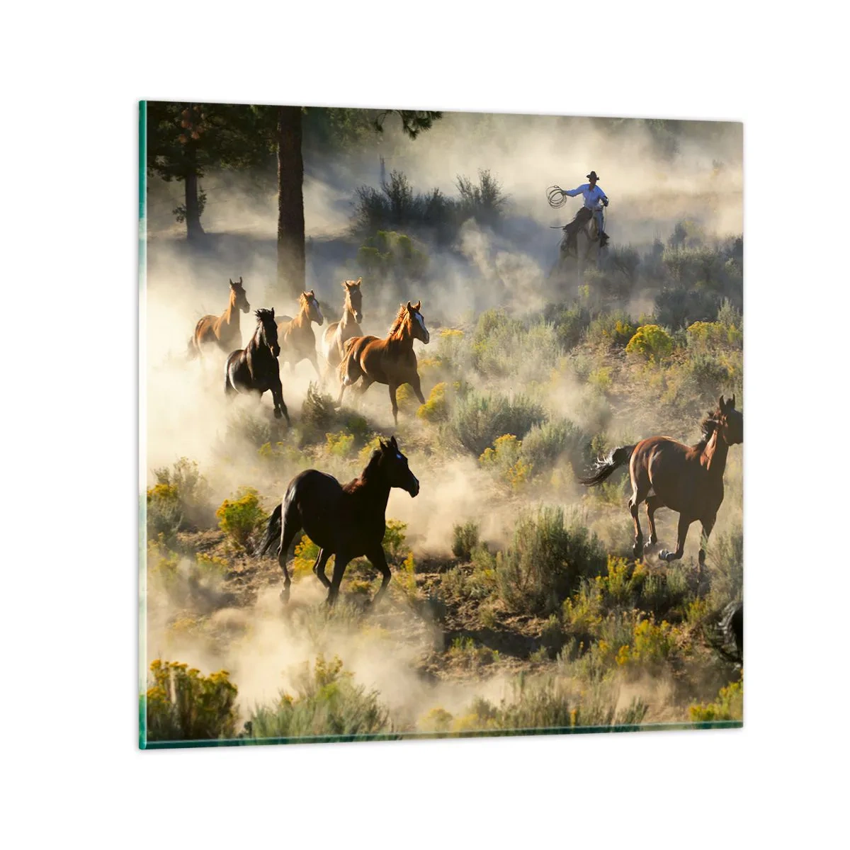 Tablou pe sticlă - Rivalitatea - libertate sau putere masculină? - 60x60 cm