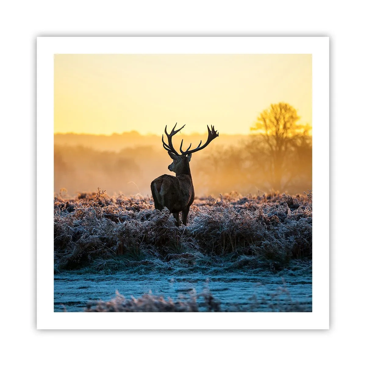 Poster - Încoronat pe domeniul său - 60x60 cm