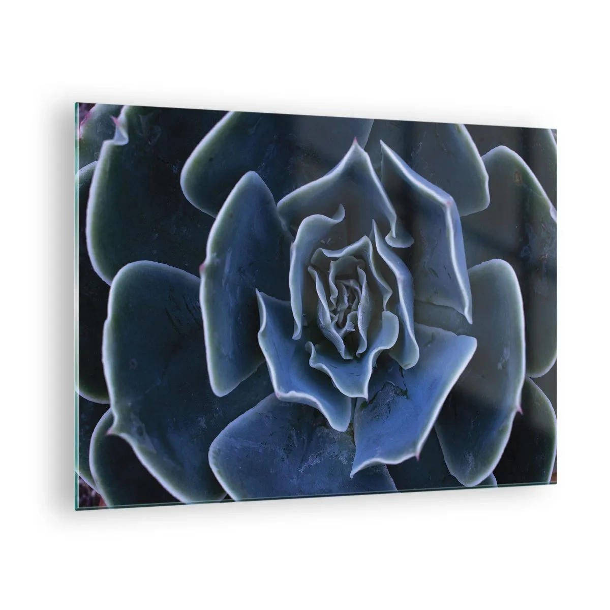 Tablou pe sticlă - Fotografie macro a unei suculente în nuanțe de albastru rece - 70x50cm - Floare de deșert - Decorațiune modernă pentru perete pentru living și dormitor ARTTOR