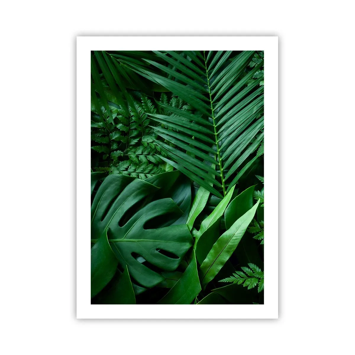 Poster - Înfășurate în verde - 50x70 cm