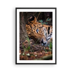 Poster în ramă neagră - Un leopard culcat cu ochi albaștri intensi - 50x70cm - Să ai încredere în mine - Decorațiune modernă pentru perete pentru living și dormitor ARTTOR