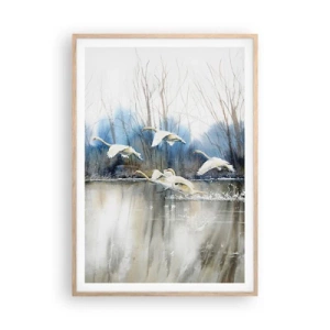 Poster în ramă de stejar deschis - Dansând cu lebedele sălbatice - 70x100 cm