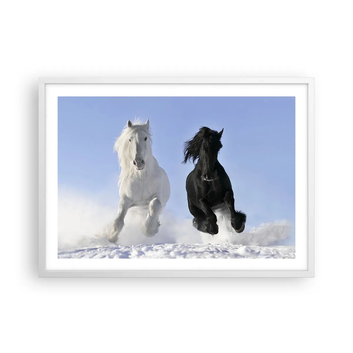 Poster în ramă albă - Galop de alb și negru - 70x50 cm